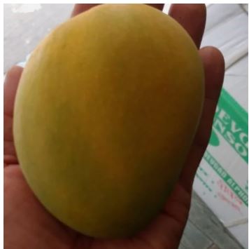 Devgad Alphonso Mangoes (200-249 gm/piece)