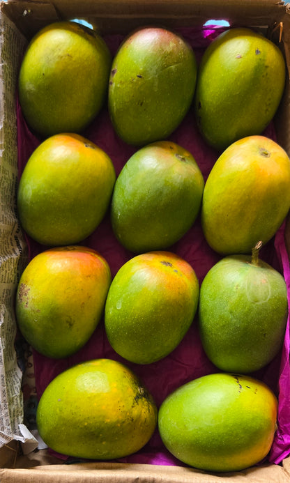 Devgad Alphonso Mangoes (250-299 gm/piece)