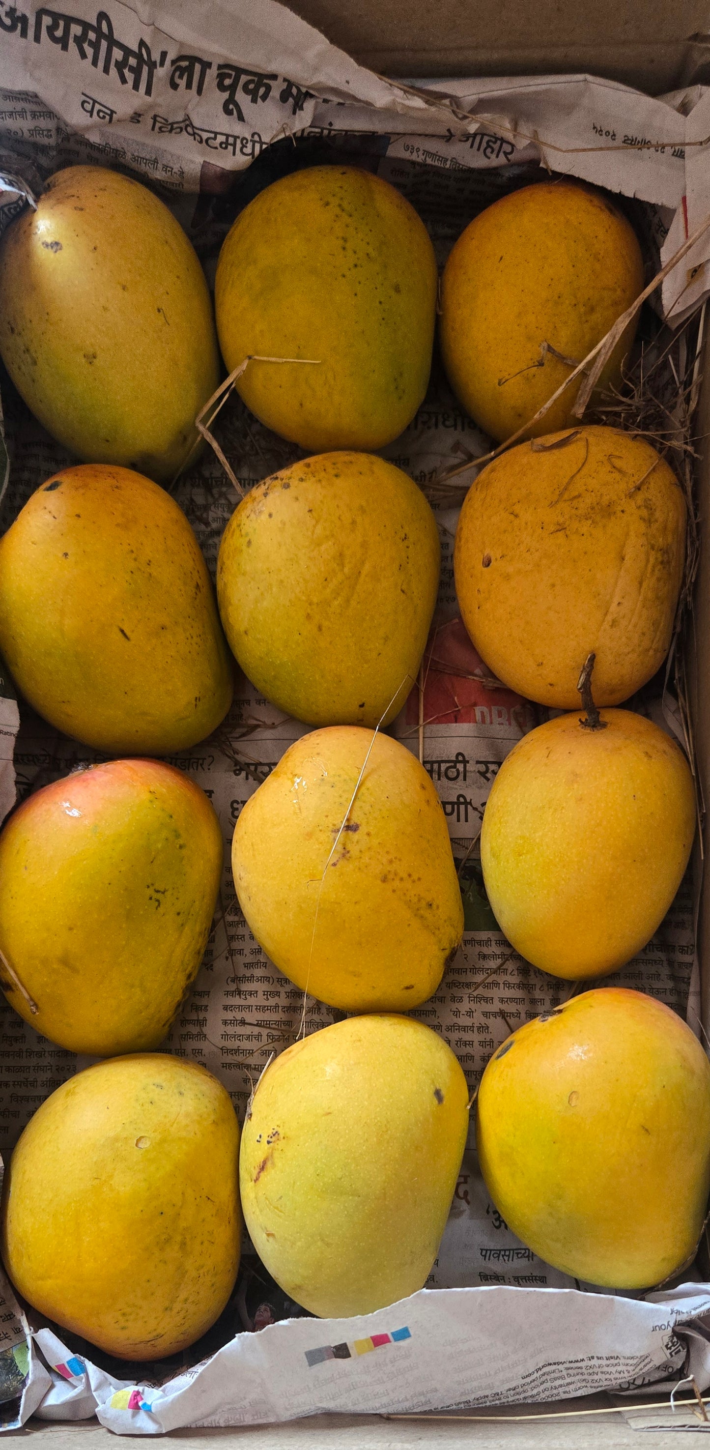 Devgad Alphonso Mangoes (200-249 gm/piece)