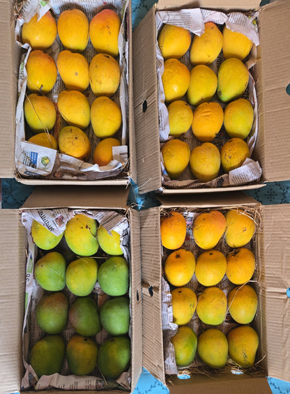 Devgad Alphonso Mangoes (150-199 gm/piece)