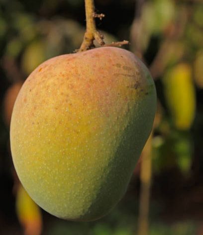 KING SIZE Devgad Alphonso Mangoes (above 300gm/piece)